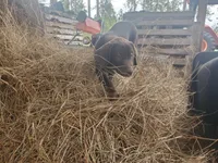 Truffle, a female Labrador Retriever for sale in Sanderson, FL – Photo 4 of 6