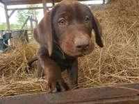 Truffle, a female Labrador Retriever for sale in Sanderson, FL – Photo 2 of 6