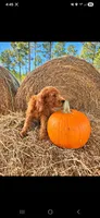 Archie-F1b, a male Goldendoodle for sale in Sanderson, FL – 10 of 10