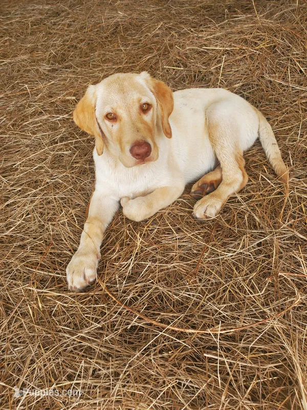 AKC Hunter – Labrador Retriever puppy on hold in Sanderson, FL