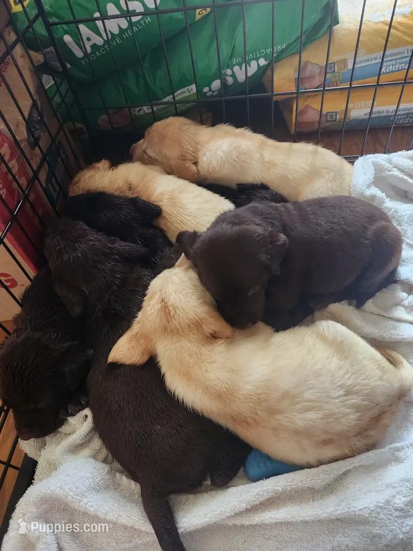 Toffee – Labrador Retriever puppy for sale in Sanderson, FL