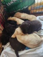 Toffee, a male Labrador Retriever for sale in Sanderson, FL – 1 of 1
