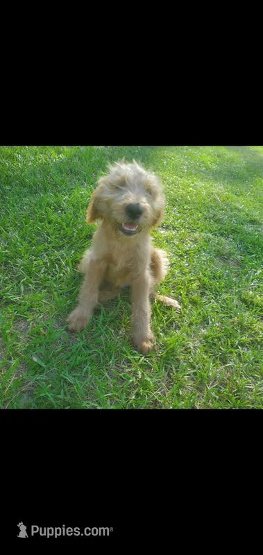 Oliver – Labradoodle puppy for sale in Sanderson, FL