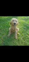 Oliver, a male Labradoodle for sale in Sanderson, FL – 2 of 2