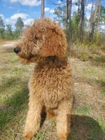 Chloe, a female Goldendoodle for sale in Sanderson, FL – 2 of 3