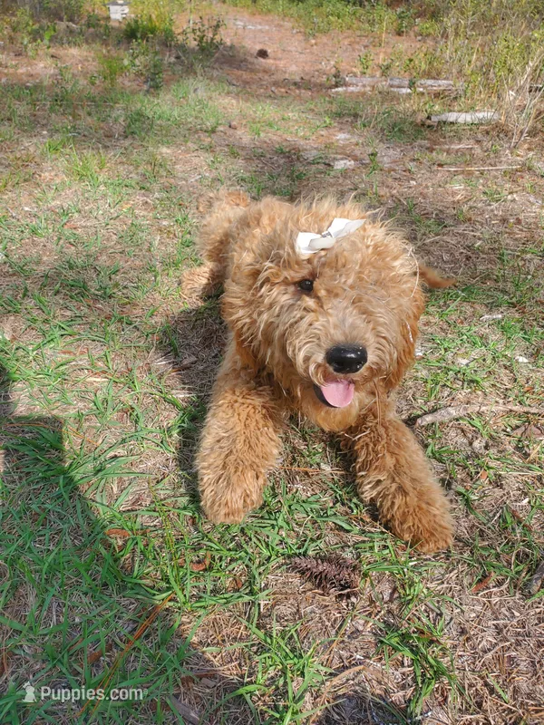 Chloe – Goldendoodle puppy for sale in Sanderson, FL