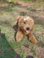 Chloe, a female Goldendoodle for sale in Sanderson, FL – 1 of 3
