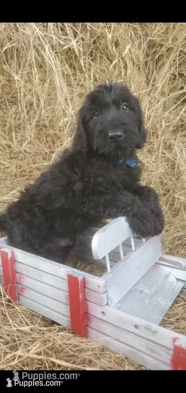 Hershey – Labradoodle puppy for sale in Sanderson, FL