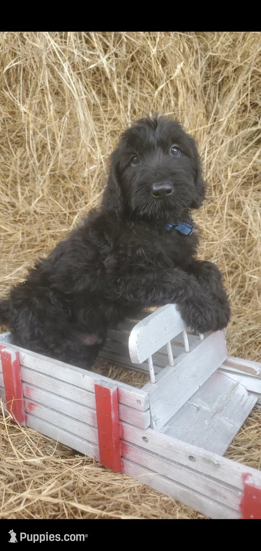 Bentley, a male Labradoodle for sale in Sanderson, FL – Photo 4 of 5