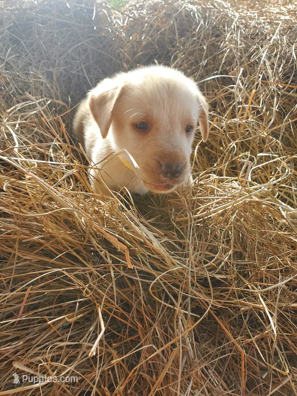 Scout – Great Pyrenees, Labrador Retriever puppy for sale in Sanderson, FL