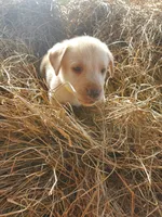 Scout, a male Labrador Retriever for sale in Sanderson, FL – 4 of 6