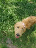 Honey, a female Labradoodle for sale in Sanderson, FL – 4 of 4