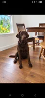 AKC Missy, a female Labrador Retriever for sale in Sanderson, FL – 3 of 3