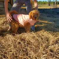 Rosie-mini Goldendoodle, a female Goldendoodle for sale in Sanderson, FL – Photo 10 of 10
