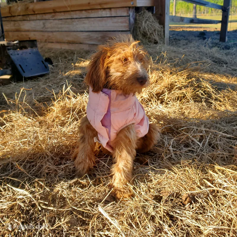Rosie-mini Goldendoodle