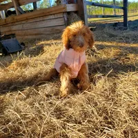 Rosie-mini Goldendoodle, a female Goldendoodle for sale in Sanderson, FL – Photo 7 of 10