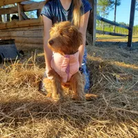 Rosie-mini Goldendoodle, a female Goldendoodle for sale in Sanderson, FL – Photo 9 of 10