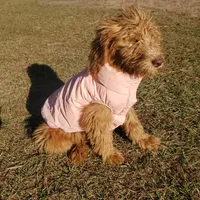 Rosie-mini Goldendoodle, a female Goldendoodle for sale in Sanderson, FL – Photo 8 of 10
