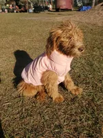 Rosie-mini Goldendoodle, a female Goldendoodle for sale in Sanderson, FL – Photo 8 of 10