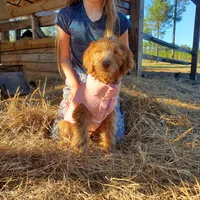 Rosie-mini Goldendoodle, a female Goldendoodle for sale in Sanderson, FL – Photo 4 of 10
