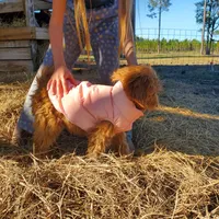 Rosie-mini Goldendoodle, a female Goldendoodle for sale in Sanderson, FL – Photo 3 of 10