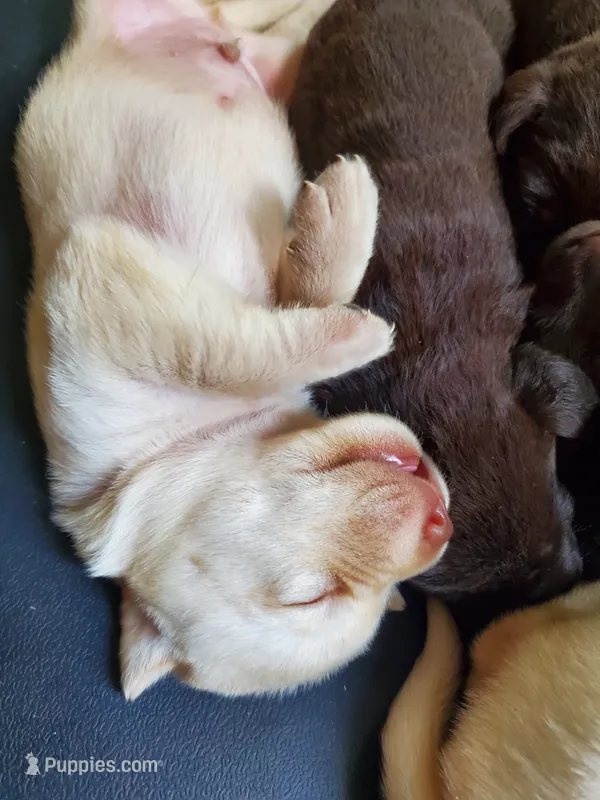 Butterfinger – Labrador Retriever puppy for sale in Sanderson, FL