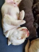 Butterfinger, a male Labrador Retriever for sale in Sanderson, FL – 1 of 4
