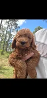 Miracle, a male Goldendoodle for sale in Sanderson, FL – 1 of 3