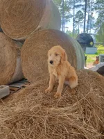 Honey, a female Labradoodle for sale in Sanderson, FL – 1 of 3