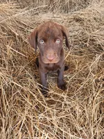 AKC Kona, a male Labrador Retriever for sale in Sanderson, FL – Photo 1 of 2