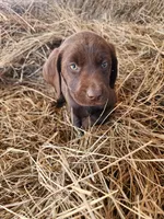 AKC Kona, a male Labrador Retriever for sale in Sanderson, FL – Photo 2 of 2
