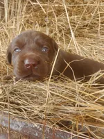 AKC Beau, a male Labrador Retriever for sale in Sanderson, FL – Photo 4 of 6