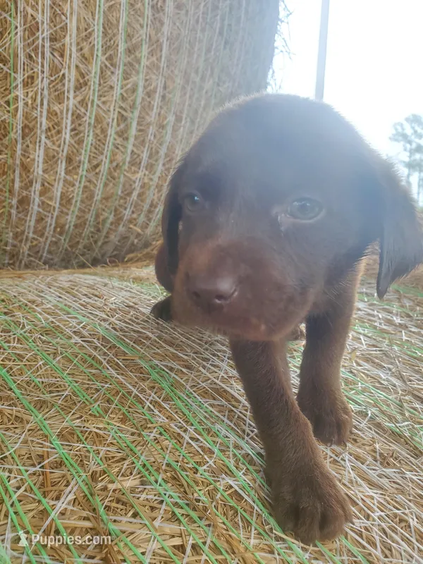 AKC Beau – Labrador Retriever puppy for sale in Sanderson, FL