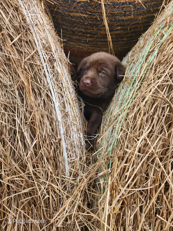 AKC Beau – Labrador Retriever puppy for sale in Sanderson, FL