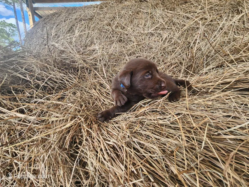 Beau – Labrador Retriever puppy for sale in Sanderson, FL