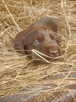 AKC Beau, a male Labrador Retriever for sale in Sanderson, FL – Photo 5 of 6