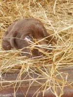Fudge, a male Labrador Retriever for sale in Sanderson, FL – Photo 3 of 6