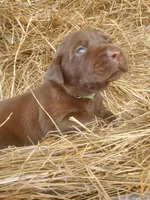 Fudge, a male Labrador Retriever for sale in Sanderson, FL – Photo 5 of 6