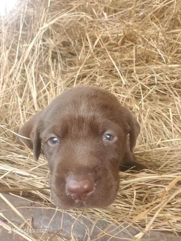 Fudge – Labrador Retriever puppy for sale in Sanderson, FL