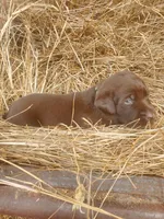 Fudge, a male Labrador Retriever for sale in Sanderson, FL – Photo 4 of 6
