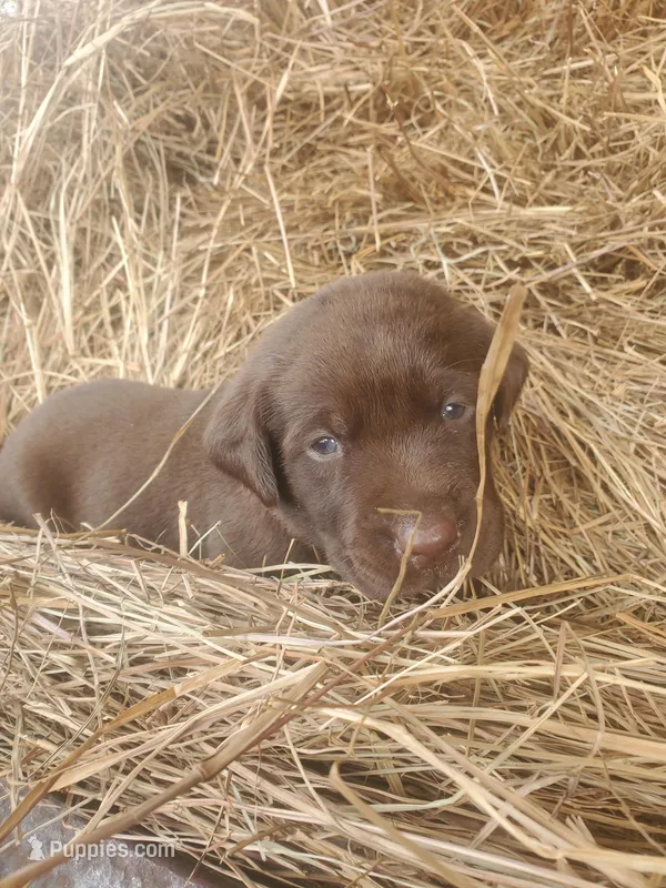 Fudge – Labrador Retriever puppy for sale in Sanderson, FL