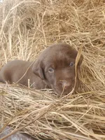 Fudge, a male Labrador Retriever for sale in Sanderson, FL – Photo 6 of 6