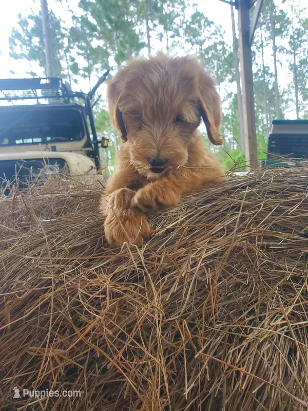 Chloe  – Goldendoodle puppy for sale in Sanderson, FL