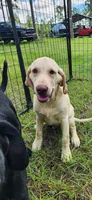 Buddy-AKC Lab, a male Labrador Retriever for sale in Sanderson, FL – 2 of 2