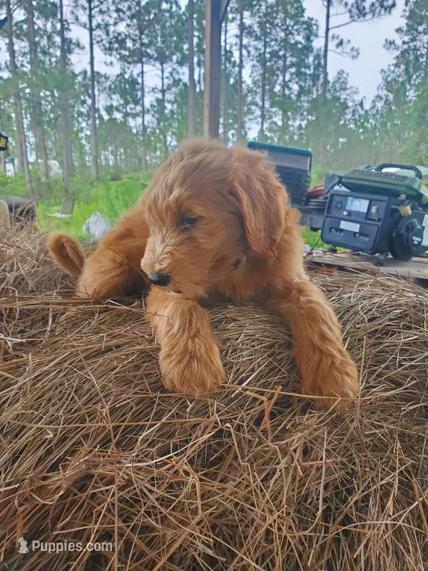 Finn – Goldendoodle puppy for sale in Sanderson, FL