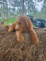 Finn, a male Goldendoodle for sale in Sanderson, FL – 2 of 7