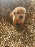 Bear, a male Great Pyrenees and Labrador Retriever for sale in Sanderson, FL – 3 of 4