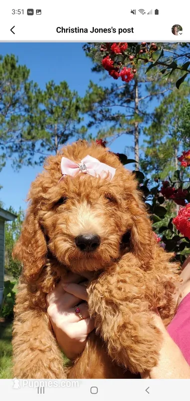 Rosie – Goldendoodle puppy for sale in Sanderson, FL