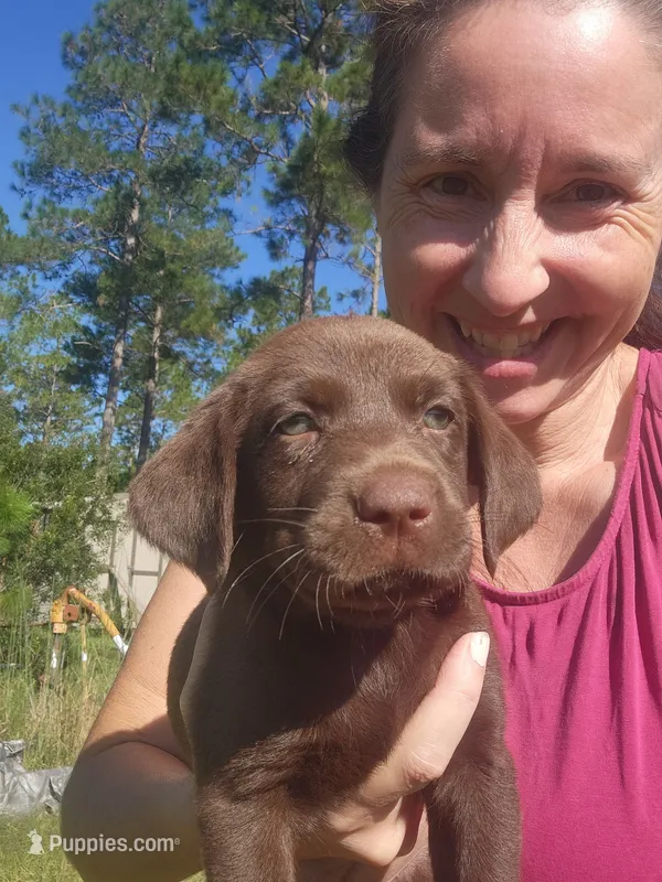 Kit Kat – Labrador Retriever puppy for sale in Sanderson, FL
