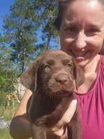 Kit Kat, a female Labrador Retriever for sale in Sanderson, FL – 1 of 5